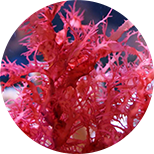 Irish red seaweed
